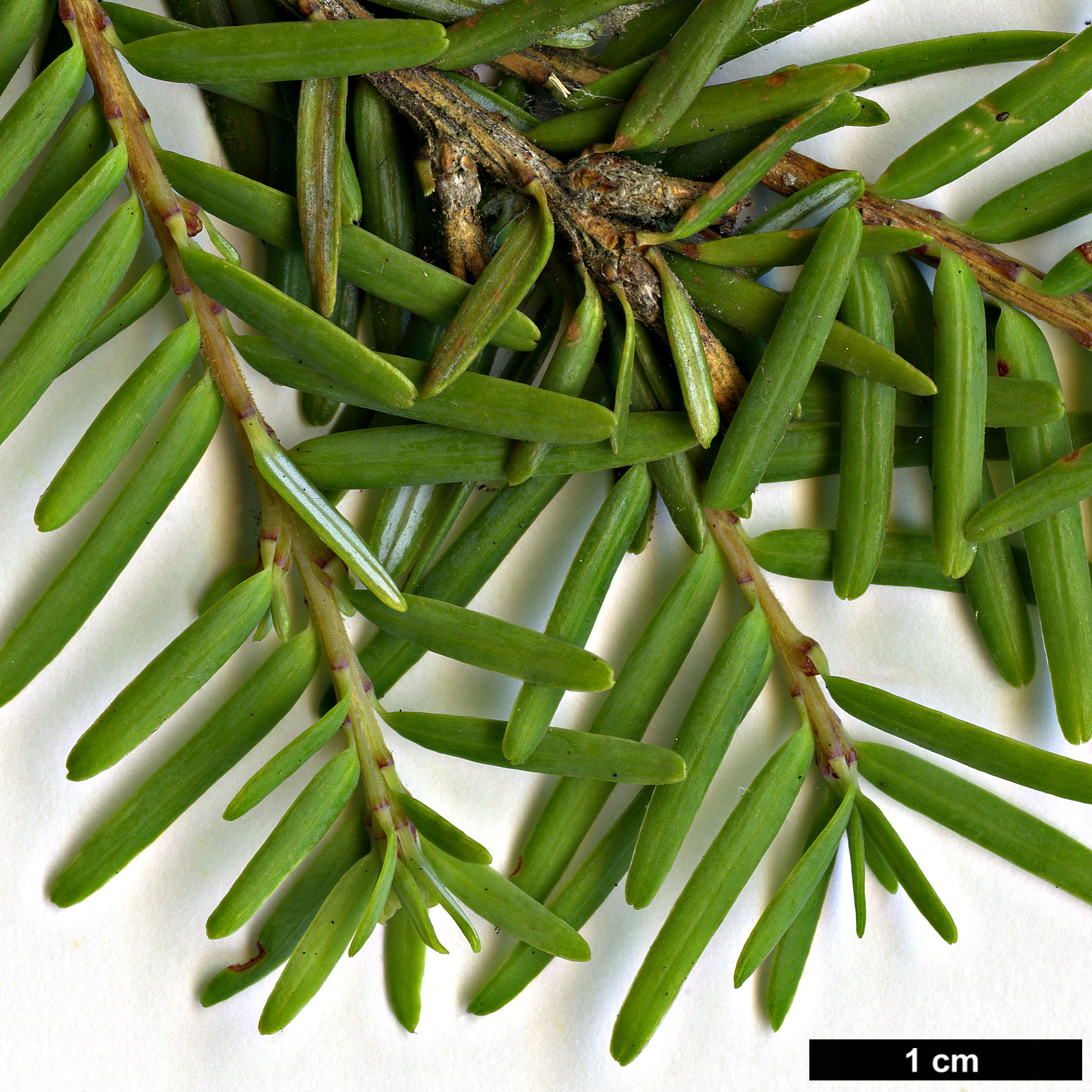 High resolution image: Family: Pinaceae - Genus: Tsuga - Taxon: chinensis - SpeciesSub: var. formosana 